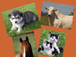 Veterinária